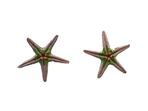 Pendientes Starfish
