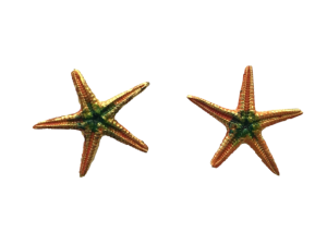 Pendientes Starfish